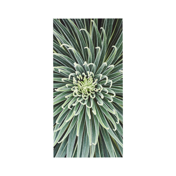 Clamping picture "Macro cactus"