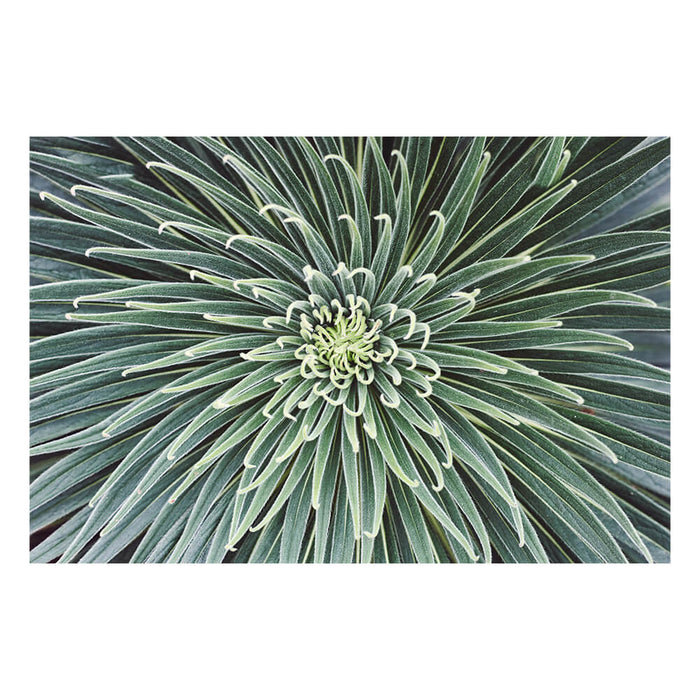 Spannbild "Macro Cactus"