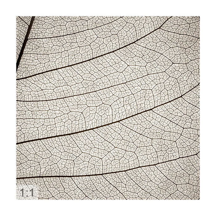 Clamping picture "leaf structure"